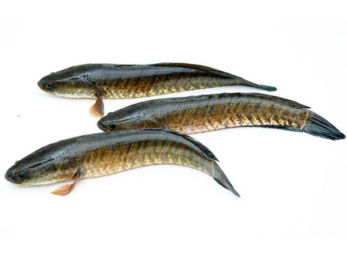 Fresh Korraminu Fishes