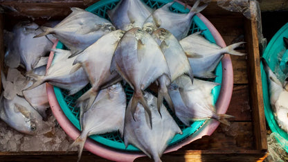 Live Pomfret Fish