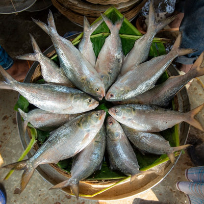 Live Bocha Fish