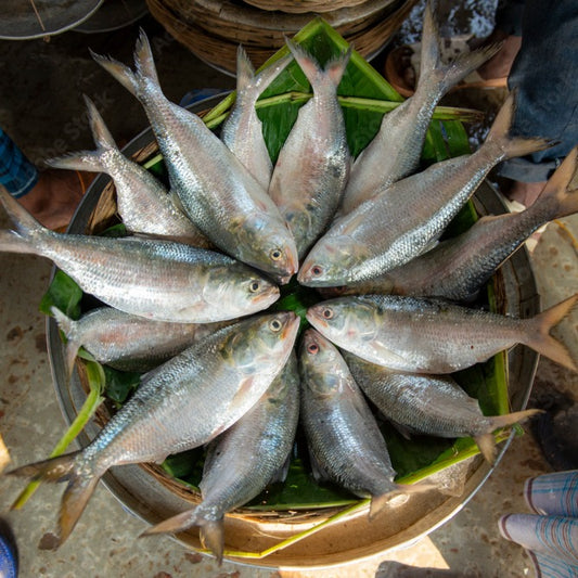 Live Bocha Fish