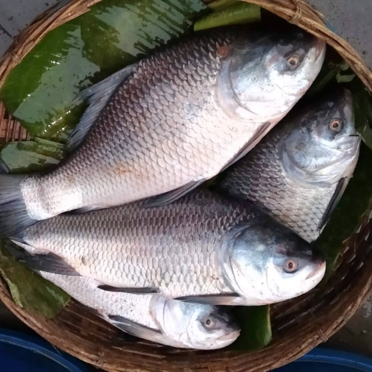 Live Bocha Fish