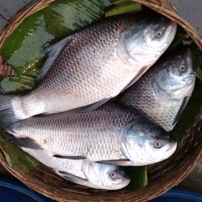Live Bocha Fish