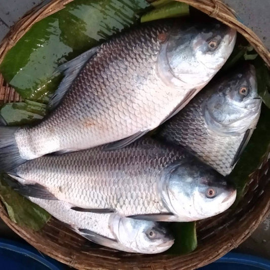 Live Bocha Fish