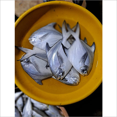 Live Pomfret Fish