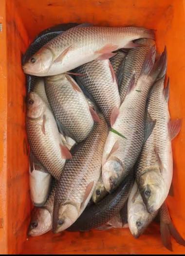 Fresh Rohu Fishes ( Ravata)