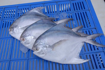 Live Pomfret Fish