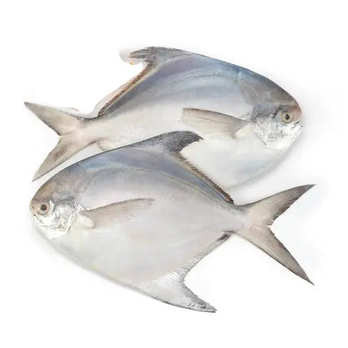 Live Pomfret Fish