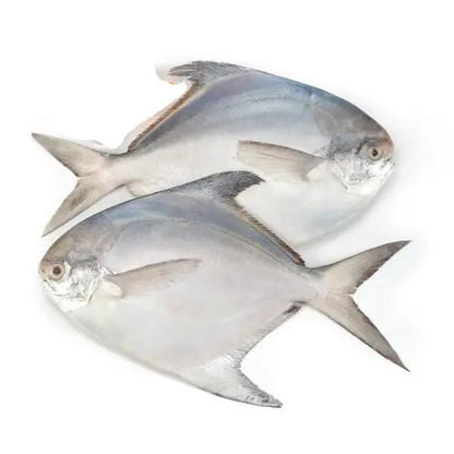 Live Pomfret Fish