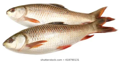 Fresh Rohu Fishes ( Ravata)