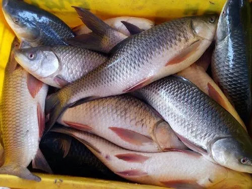 Fresh Rohu Fishes ( Ravata)