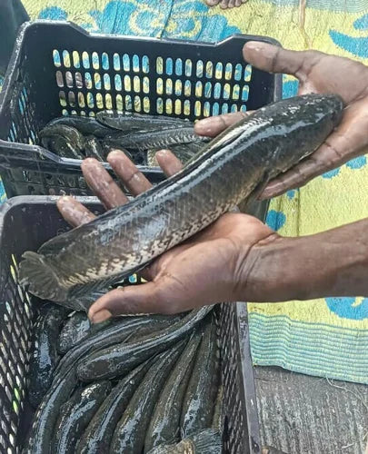 Fresh Korraminu Fishes