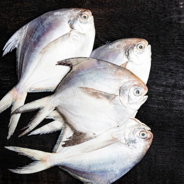 Live Pomfret Fish